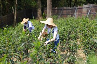 全台首家！新北好茶走向國際 谷芳茶園獲「溫室氣體認證」