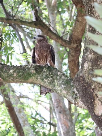 潭子新田步道傳猛禽黑鳶出沒 農業局籲：勿餵食