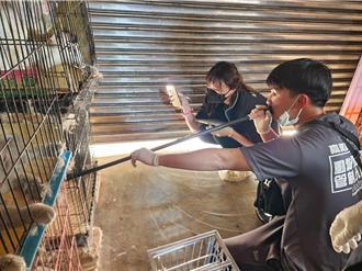 嘉義民宅起出106隻貓犬 未節育遭疑非法繁殖場 
