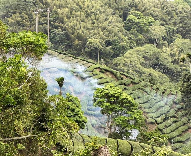 嘉義縣梅山鄉瑞峰村一處茶園日前因高壓電線掉落，茶園起火燃燒，上百棵茶園燒焦無法收成。（讀者提供∕呂妍庭嘉義傳真）