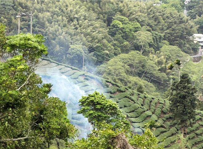 嘉義縣梅山鄉瑞峰村一處茶園日前因高壓電線掉落，茶園起火燃燒，上百棵茶園燒焦無法收成。（讀者提供∕呂妍庭嘉義傳真）