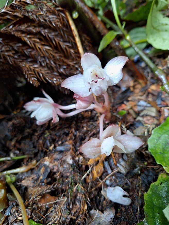藤枝國家森林遊樂區因位處中海拔山區，終年雲霧繚繞、水氣豐沛，孕育豐富的植物種類，其中包含數種蘭科和蕨類植物，為了解資源狀況，林業及自然保育署屏東分署運用國家森林志工進行長期監測工作，近日發現極危物種台灣特有種蘭科-密鱗長花柄蘭於園區綻放。（林業保育署屏東分署提供／林雅惠高雄傳真）