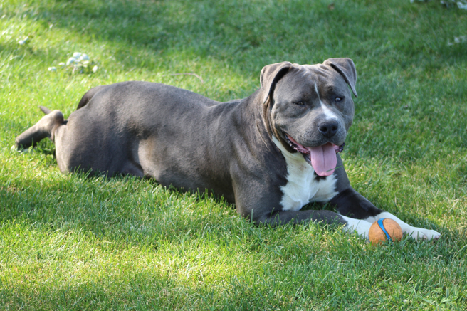 日前一名英國女子被自己養的兩隻惡霸犬咬死。（示意圖：shutterstock／達志）
