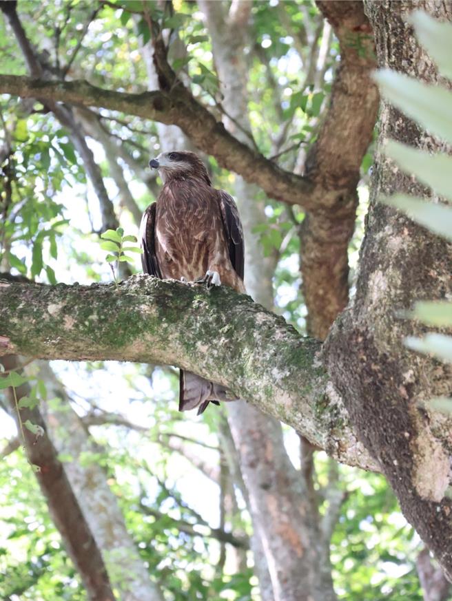 农业局指出，据民眾观察陈述，该处常见1只黑鸢不定期出没，曾发生数次叼走帽子或接近人，请当地民眾及登山健行游客勿随意喂食野生动物。（台中市政府提供／张妍溱台中传真）