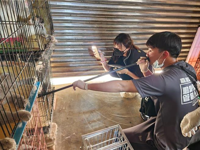 22日嘉義縣家畜疾病防治所會同動保團體前往稽查一戶民宅，發現飼主飼養多達106隻犬貓，且有近50隻動物未植入晶片。（嘉義縣家畜疾病防治所提供／呂妍庭嘉義傳真）