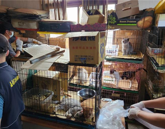 22日嘉義縣家畜疾病防治所會同動保團體前往稽查一戶民宅，發現飼主飼養多達106隻犬貓。（嘉義縣家畜疾病防治所提供／呂妍庭嘉義傳真）