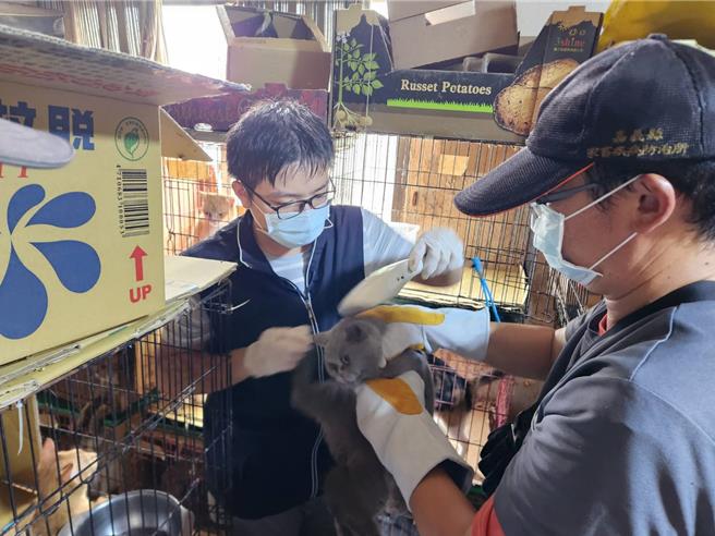 22日嘉義縣家畜疾病防治所會同動保團體前往稽查一戶民宅，發現飼主飼養多達106隻犬貓。（嘉義縣家畜疾病防治所提供／呂妍庭嘉義傳真）