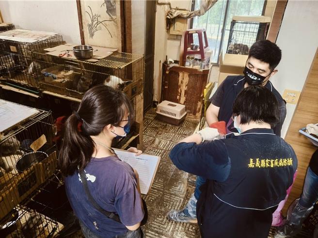 現場清查共飼養106隻動物，犬隻21隻，9隻沒晶片、12隻有晶片，貓有85隻，40隻沒晶片、45隻有晶片。（嘉義縣家畜疾病防治所提供／呂妍庭嘉義傳真）