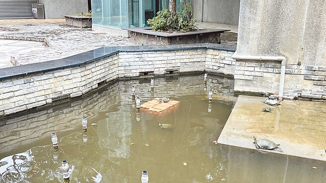 台南市新營區南瀛綠都心公園內的實物愛心銀行旁小水池，最近出現好幾隻大大小小的烏龜，台南市政府工務局懷疑是有人放生所致。（張毓翎攝）