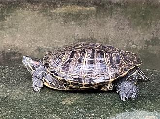 撿到烏龜放水裡反害命 動保處教正確做法