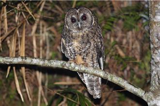 住宿限定！2024「太平山仲夏賞鳥季」 一起夜探貓頭鷹