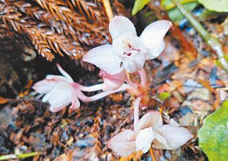 高雄 密鱗長花柄蘭 藤枝森林步道綻放