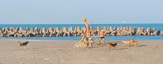 高雄 永安流浪狗逞凶 婦被咬驚嚇溺水