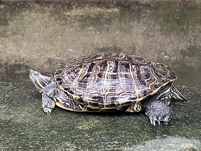 常見外來種巴西龜。(黃敬文翻攝)