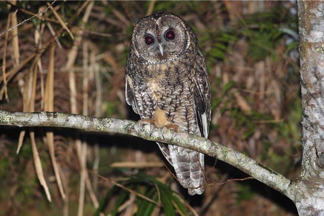 游客在太平山国家森林游乐区有机会遇见游乐区明星物种灰林鸮，也能一睹飞鼠、两栖爬虫、山羌、山羊等动物风采。（林业及自然保育署宜兰分署提供／吴佩蓉宜兰传真）