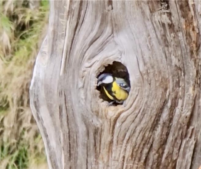 游客在太平山国家森林游乐区有机会遇见游乐区明星物种灰林鸮，也能一睹飞鼠、两栖爬虫、山羌、山羊等动物风采。（林业及自然保育署宜兰分署提供／吴佩蓉宜兰传真）