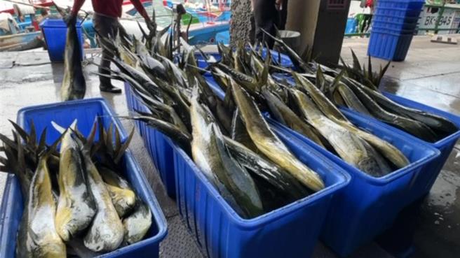 鬼头刀是新港区渔会产量最高的渔类。（蔡旻妤摄）