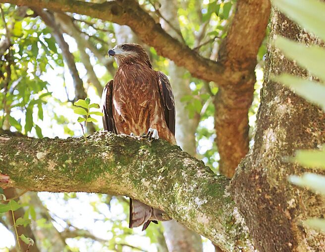 台中市農業局呼籲遊客勿隨意餵食野生動物，圖為黑鳶。（台中市政府提供／張妍溱台中傳真）
