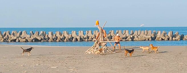 高雄市永安區興達海灘22日驚傳流浪狗攻擊晨泳的婦人，圖為之前民眾被流浪狗圍攻的情形。（民眾提供／林瑞益高雄傳真）