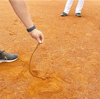 澄清湖球場鐵條案調查出爐！李雅靜看完「522字報告」怒了