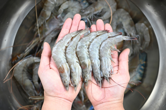 虾子解冻惊见「蓝水」他好奇能吃吗？专家解答