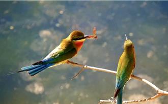与「夏日精灵」来场约会！栗喉蜂虎保育活动明登场