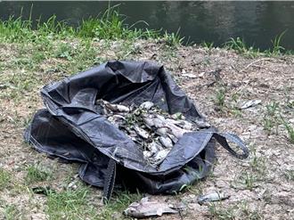 鳳山溪上游偷排汙水 下游成為魚群墳場