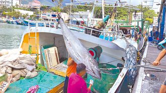 議員催生 台東新港盼辦第一鮪拍