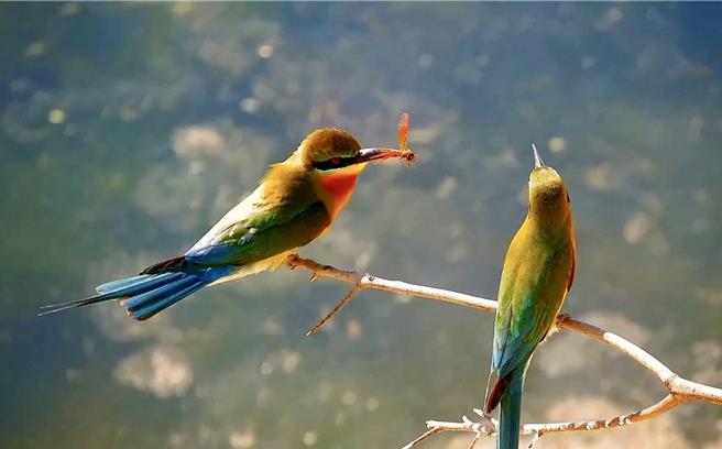 金管处为让更多民眾认识栗喉蜂虎的生态，并推广赏鸟正确的伦理与态度， 明起至7月7日每周六、日及端午连假上午8：30至12：00，将于慈湖三角堡举办保育宣导活动。(图／金管处提供)