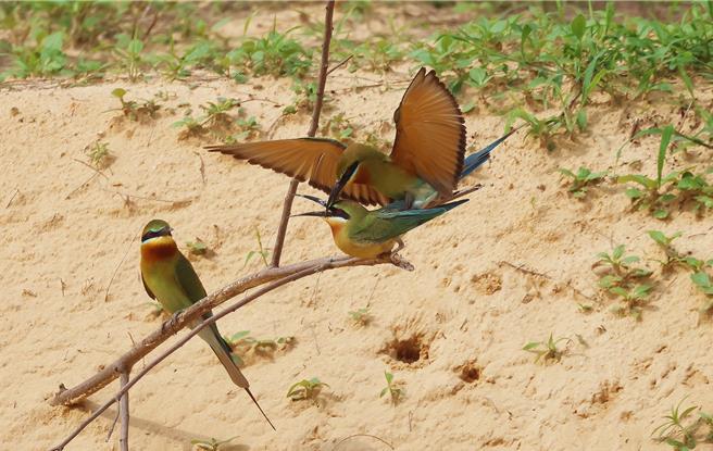 栗喉蜂虎是金门极具特色的夏候鸟，每年4月约有近3000只翩然飞抵金门，挖洞筑巢、繁衍后代。(图／萧振佑提供)