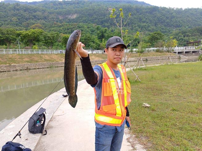 生態殺手線鱧（俗稱泰國鱧）近期現身於鼓山運河內，泰國鱧生命力極強，為兇猛的掠食性魚種，又遇6-7月進入繁殖高峰期，市府水利局憂心此外來強勢魚種大量繁殖將破壞水域生態，因此與路亞擬餌釣社團釣魚協會合作於5月18日號召捕鱧高手協助捕抓，以維護水域生態平衡。（高市府水利局提供／林雅惠傳真）