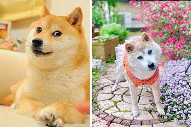 全球知名柴犬迷因的本尊，今天主人在IG发布过世的消息。（翻摄IG）