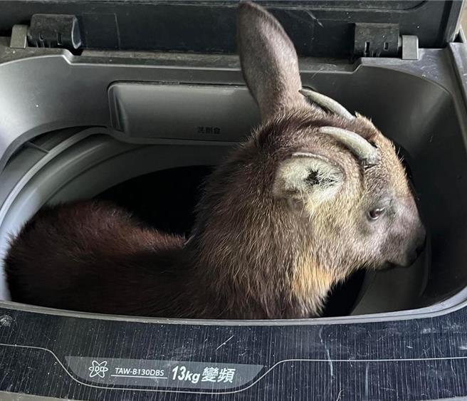 台湾长鬃山羊宝宝行经中部山区住家旁山坡不慎坠落，不偏不倚掉进洗衣机的洗衣槽里受困。（台中市野生动物保育协会提供／杨静茹南投传真）