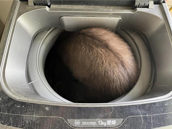 民眾发现洗衣机里有一只毛毛的动物，受困的台湾长鬃山羊宝宝疑似受惊吓将头埋进洗衣槽里。（台中市野生动物保育协会提供／杨静茹南投传真）