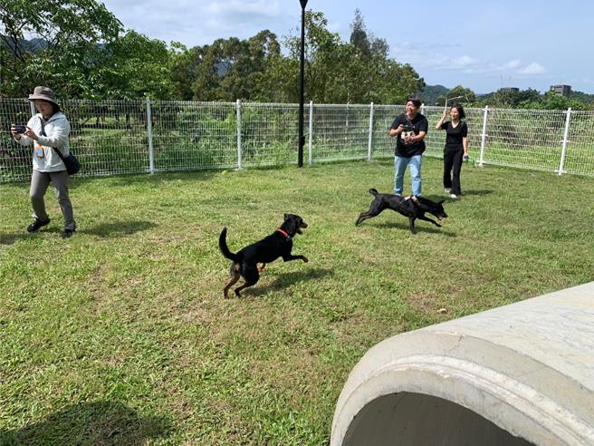 基隆一名饲主家中有只12岁的老狗不适合麻醉，但基隆动保所仍要求绝育，议员施伟政认为比起台北不近人情。市府回应，只要去医院开立证明不适合麻醉，就可以免绝育。图非当事老狗。（徐佑升摄）