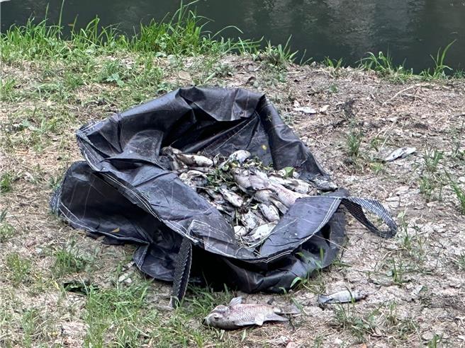 高雄市议员李雅静近日发现凤山溪沿线又产生恶臭，才发现上游端有不肖厂商偷排废水，导致鱼群死亡。（高市议员李雅静提供）