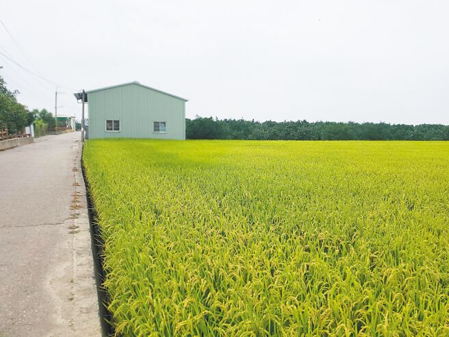 国土计画法上路后，农地使用更受限，搭建农舍若违规恐面临天文数字罚款，引起云林农民恐慌与反弹。（周丽兰摄）