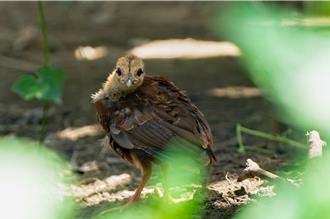 越南鷴成功繁衍！列极危保育动物 雏鸟可爱模样曝