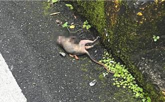 基隆上午突停電 影響安樂區近千戶 松鼠闖禍