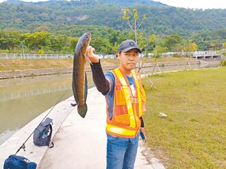 線鱧入侵鼓山運河 高市府急移除