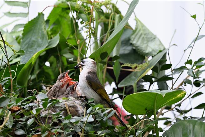 台東民眾發現鳥窩，其中1隻親鳥經專家鑑定為雜頭翁。（讀者提供／蔡旻妤台東傳真）