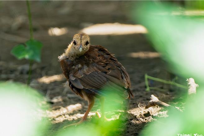 越南鷴宝宝行动敏捷又有良好保护色，要在草丛中发现牠们可不容易。（图／台北市动物园）