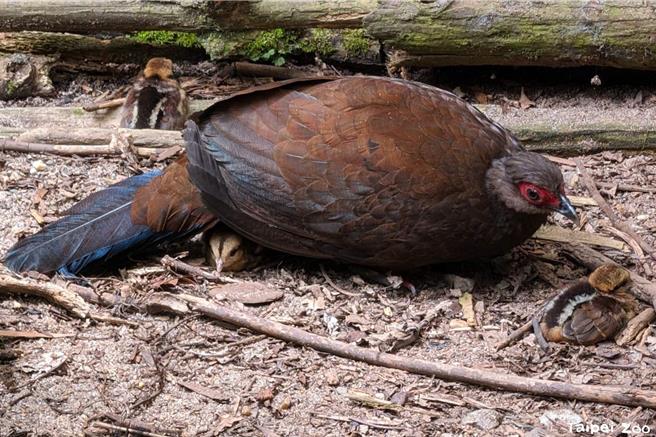 越南鷴宝宝经常跟在亲鸟身旁，爸爸妈妈也机警注意宝宝的动向。（图／台北市动物园）