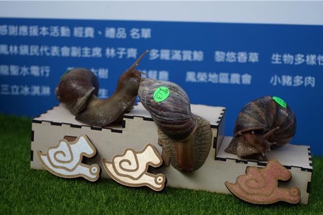 睽違5年，由地方創生工作者舉辦的第二屆「鳳林慢城蝸牛賽跑國際錦標賽」今天登場，各組別參賽前3名蝸牛，賽後舉行頒獎典禮。（王志偉攝）