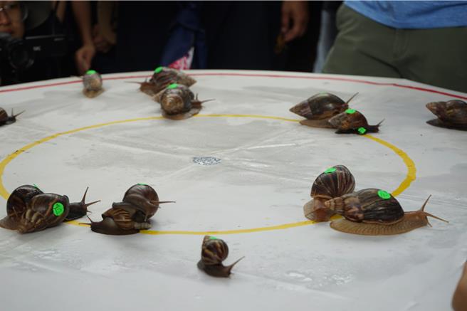 「鳳林慢城蝸牛賽跑國際錦標賽」在33公分賽道奮勇起跑分勝負，比賽過程緊張刺激。（王志偉攝）