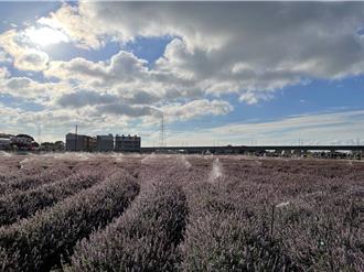 楊梅3大節慶預算大減甚至「被消失」 張善政這樣回