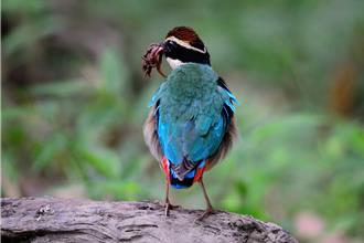 台南六甲八色鳥開始育雛 鳥友凌晨2點卡位搶拍