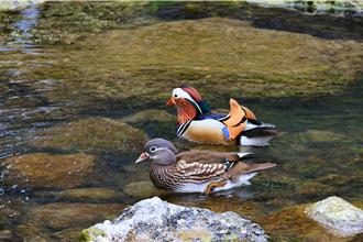 直擊「鴛鴦戲水」！連3年現蹤杉林溪 萌樣曝光