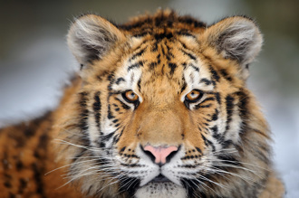 東北虎怕痛討拍 扒緊奶媽大腿 賣萌求抱抱