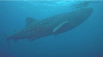 10米长鲸鲨现身澎湖南方四岛 与巨兽共游太震撼